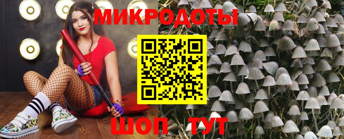Галлюциногенные грибы Psilocybine cubensis Котовск